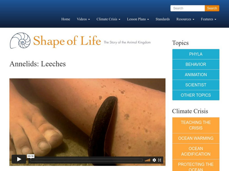 Shape of Life: Annelids: Leeches Instructional Video Shape of Life: Annelids: Leeches Instructional Video