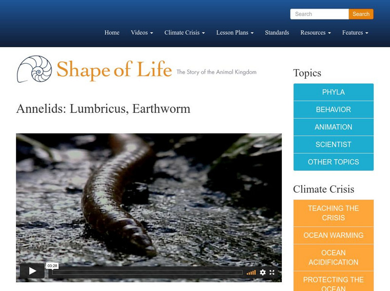 Shape of Life: Annelids: Lumbricus, Earthworm Instructional Video Shape of Life: Annelids: Lumbricus, Earthworm Instructional Video