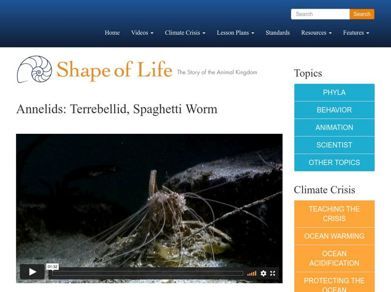 Shape of Life: Annelids: Terrebellid: Spaghetti Worm Instructional Video Shape of Life: Annelids: Terrebellid: Spaghetti Worm Instructional Video