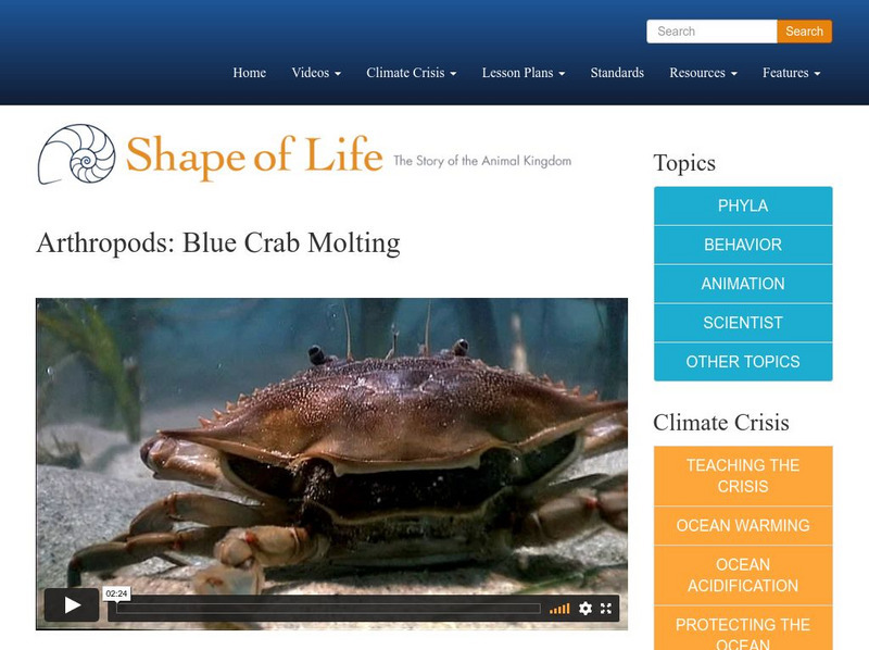 Shape of Life: Arthropods: Blue Crab Molting Instructional Video Shape of Life: Arthropods: Blue Crab Molting Instructional Video