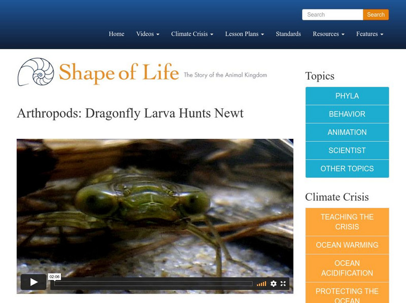 Shape of Life: Arthropods: Dragonfly Larva Hunts Newt Instructional Video Shape of Life: Arthropods: Dragonfly Larva Hunts Newt Instructional Video