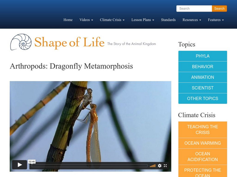 Shape of Life: Arthropods: Dragonfly Metamorphosis Instructional Video Shape of Life: Arthropods: Dragonfly Metamorphosis Instructional Video