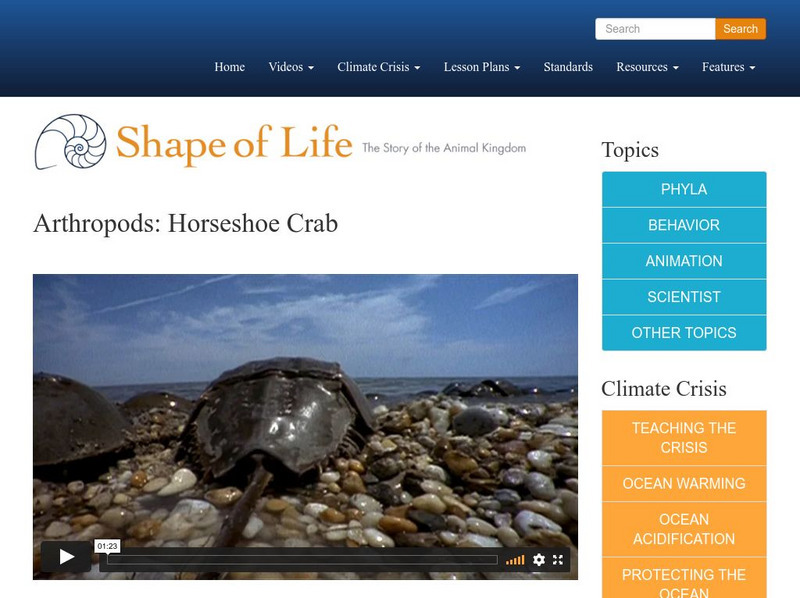 Shape of Life: Arthropods: Horseshoe Crab Instructional Video Shape of Life: Arthropods: Horseshoe Crab Instructional Video
