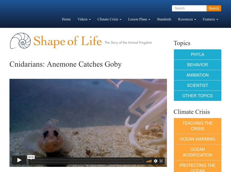 Shape of Life: Cnidarians: Anemone Catches Goby Instructional Video Shape of Life: Cnidarians: Anemone Catches Goby Instructional Video