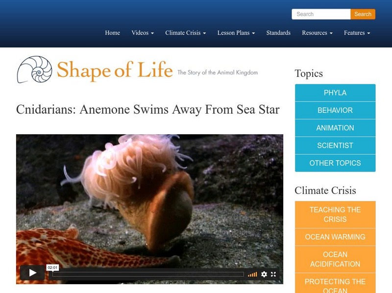 Shape of Life: Cnidarians: Anemone Swims Away From Sea Star Instructional Video Shape of Life: Cnidarians: Anemone Swims Away From Sea Star Instructional Video