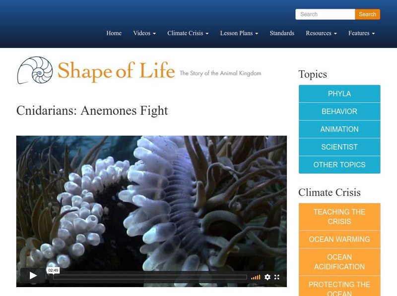 Shape of Life: Cnidarians: Anemones Fight Instructional Video Shape of Life: Cnidarians: Anemones Fight Instructional Video