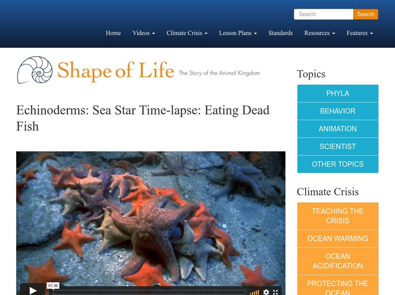 Shape of Life: Echinoderms: Sea Star Time Lapse: Eating Dead Fish Instructional Video Shape of Life: Echinoderms: Sea Star Time Lapse: Eating Dead Fish Instructional Video