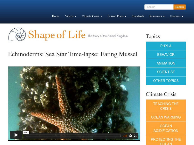 Shape of Life: Echinoderms: Sea Star Time Lapse: Eating Mussel Instructional Video Shape of Life: Echinoderms: Sea Star Time Lapse: Eating Mussel Instructional Video
