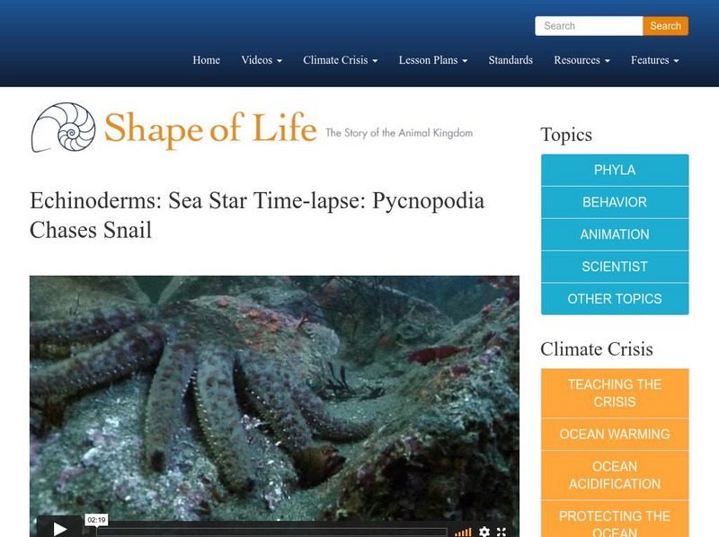 Shape of Life: Echinoderms: Sea Star Time Lapse: Pycnopodia Chases Snail Instructional Video Shape of Life: Echinoderms: Sea Star Time Lapse: Pycnopodia Chases Snail Instructional Video