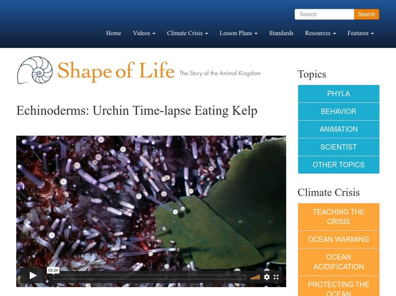 Shape of Life: Echinoderms: Urchin Time Lapse Eating Kelp Instructional Video Shape of Life: Echinoderms: Urchin Time Lapse Eating Kelp Instructional Video