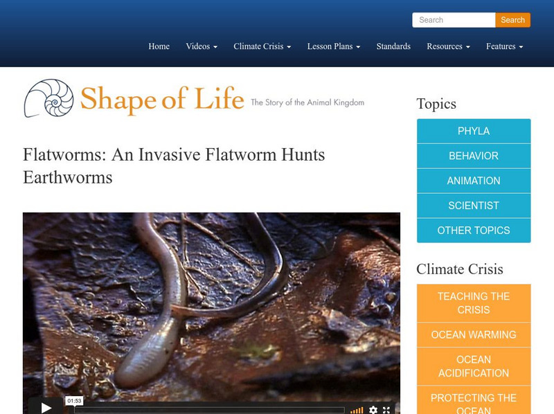 Shape of Life: Flatworms: An Invasive Flatworm Hunts Earthworms Instructional Video Shape of Life: Flatworms: An Invasive Flatworm Hunts Earthworms Instructional Video