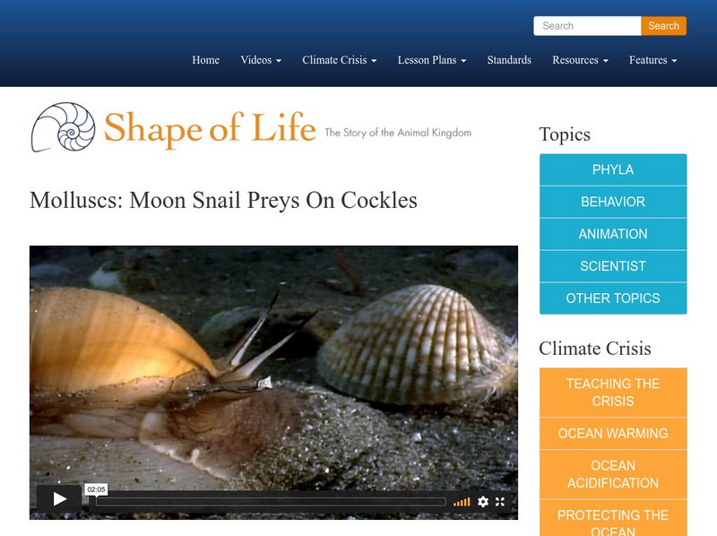 Shape of Life: Molluscs: Moon Snail Preys on Cockles Instructional Video Shape of Life: Molluscs: Moon Snail Preys on Cockles Instructional Video