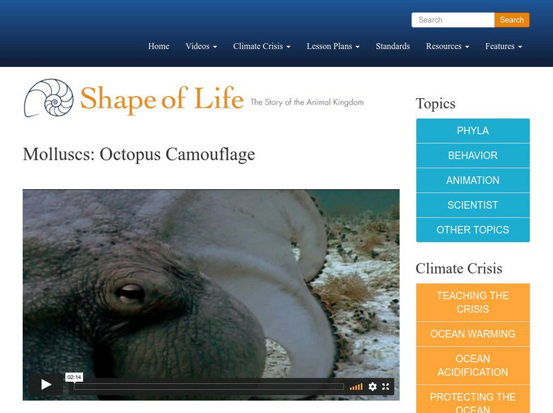Shape of Life: Molluscs: Octopus Camouflage Instructional Video Shape of Life: Molluscs: Octopus Camouflage Instructional Video