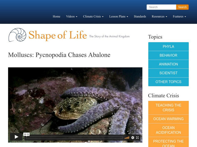 Shape of Life: Molluscs: Pycnopodia Chases Abalone Instructional Video Shape of Life: Molluscs: Pycnopodia Chases Abalone Instructional Video