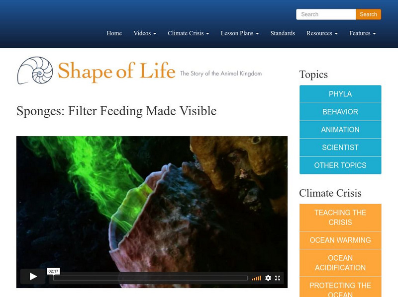 Shape of Life: Sponges: Filter Feeding Made Visible Instructional Video Shape of Life: Sponges: Filter Feeding Made Visible Instructional Video