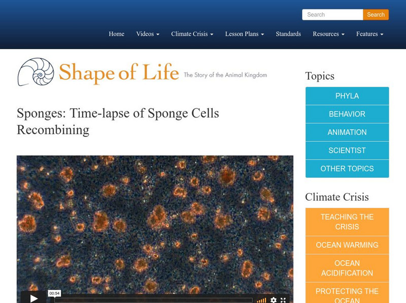 Shape of Life: Sponges: Time Lapse of Sponge Cells Recombining Instructional Video Shape of Life: Sponges: Time Lapse of Sponge Cells Recombining Instructional Video
