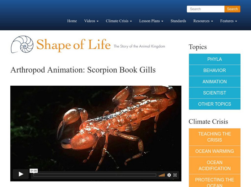 Shape of Life: Arthropod Animation: Scorpion Book Gills Instructional Video Shape of Life: Arthropod Animation: Scorpion Book Gills Instructional Video