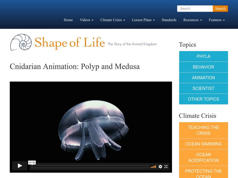 Shape of Life: Cnidarian Animation: Polyp and Medusa Instructional Video Shape of Life: Cnidarian Animation: Polyp and Medusa Instructional Video