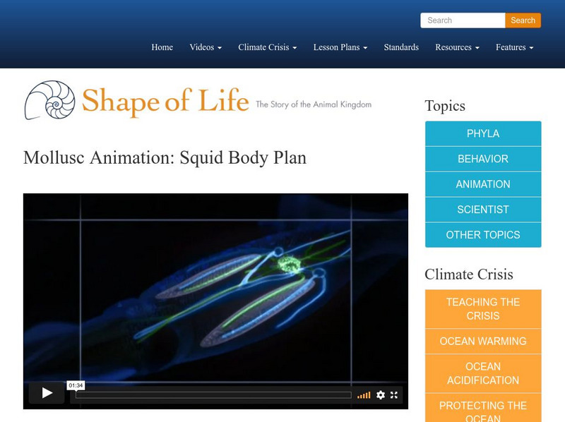 Shape of Life: Mollusc Animation: Squid Body Plan Instructional Video Shape of Life: Mollusc Animation: Squid Body Plan Instructional Video