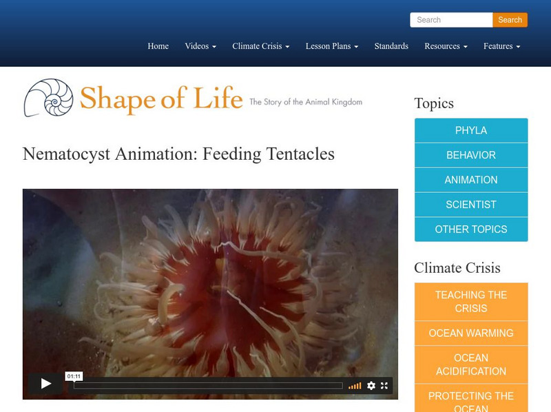 Shape of Life: Nematocyst Animation: Feeding Tentacles Instructional Video Shape of Life: Nematocyst Animation: Feeding Tentacles Instructional Video