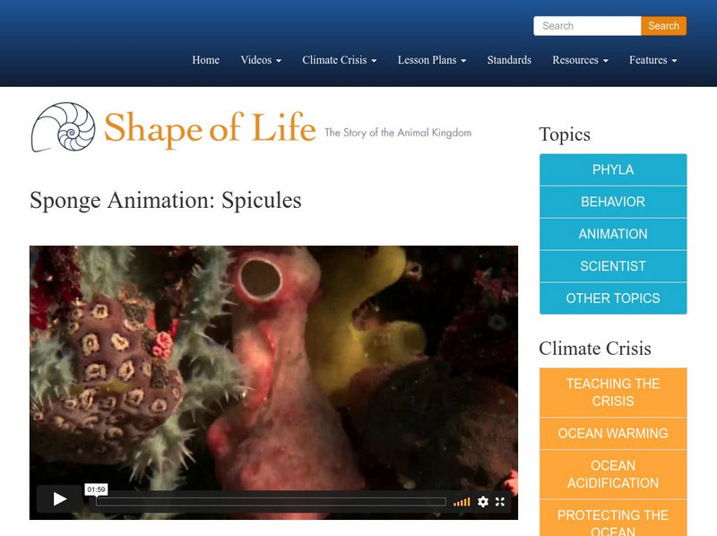 Shape of Life: Sponge Animation: Spicules Instructional Video Shape of Life: Sponge Animation: Spicules Instructional Video