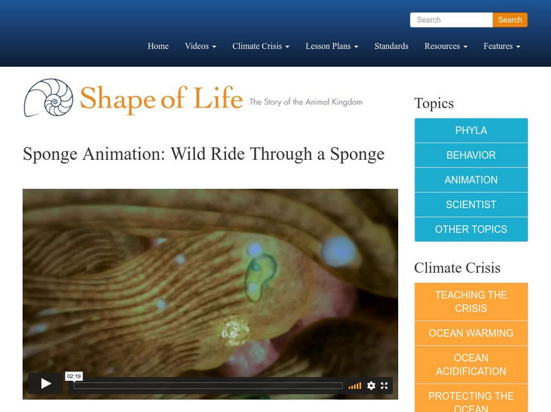 Shape of Life: Sponge Animation: Wild Ride Through a Sponge Instructional Video Shape of Life: Sponge Animation: Wild Ride Through a Sponge Instructional Video