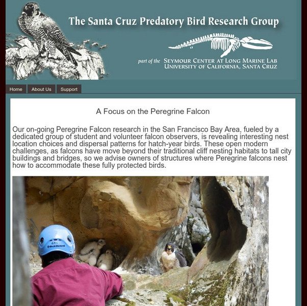 Santa Cruz Predatory Bird Research Group: Peregrine Falcons Website