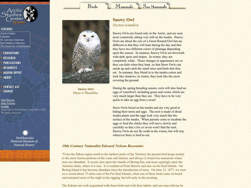 National Museum of Natural History: Snowy Owl Handout National Museum of Natural History: Snowy Owl Handout