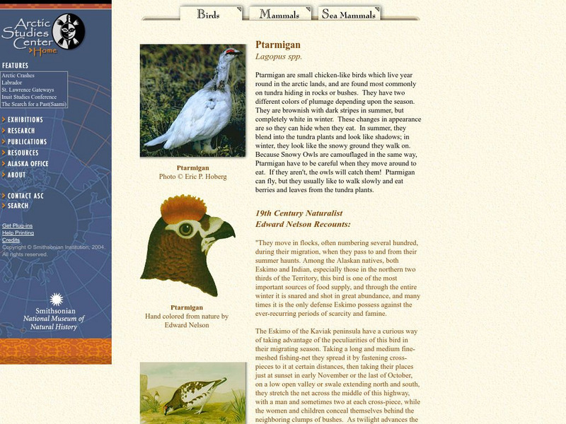 National Museum of Natural History: Ptarmigan Handout National Museum of Natural History: Ptarmigan Handout