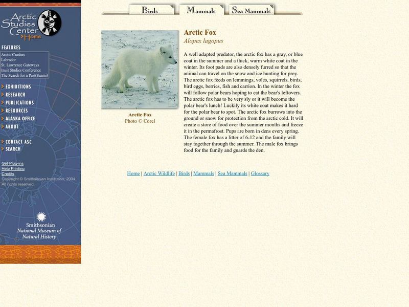 National Museum of Natural History: Arctic Studies Center: Arctic Fox Handout National Museum of Natural History: Arctic Studies Center: Arctic Fox Handout