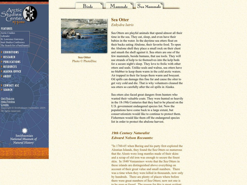 National Museum of Natural History: Arctic Studies Center Mammals Sea Otter Handout National Museum of Natural History: Arctic Studies Center Mammals Sea Otter Handout
