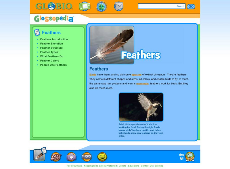 Glossopedia: Feathers Handout Glossopedia: Feathers Handout