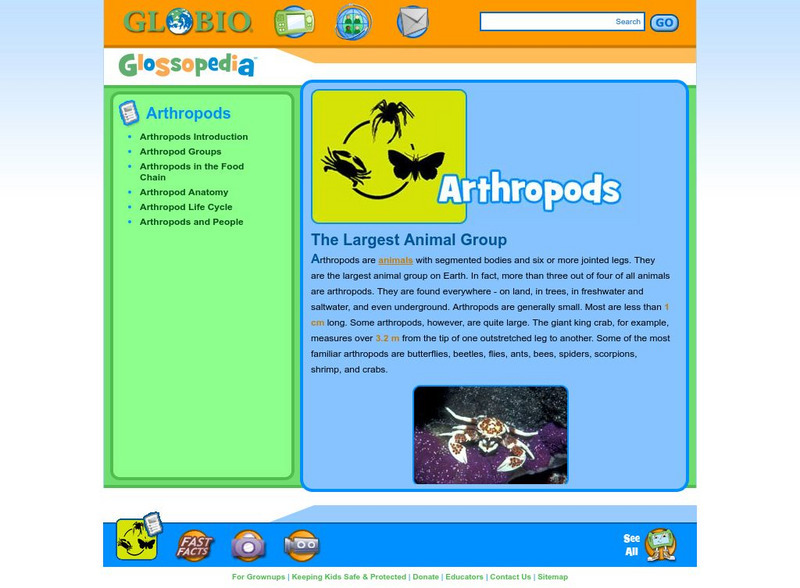 Glossopedia: Arthropods Handout Glossopedia: Arthropods Handout