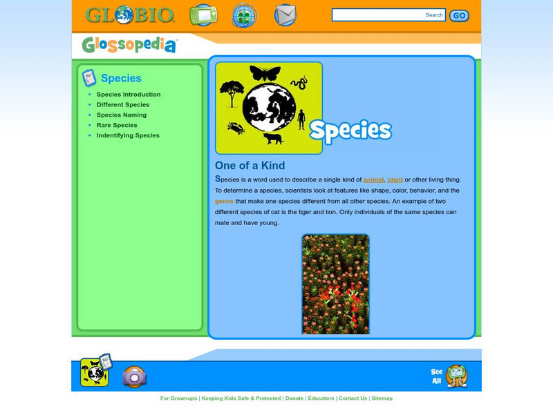 Glossopedia: Species Handout Glossopedia: Species Handout
