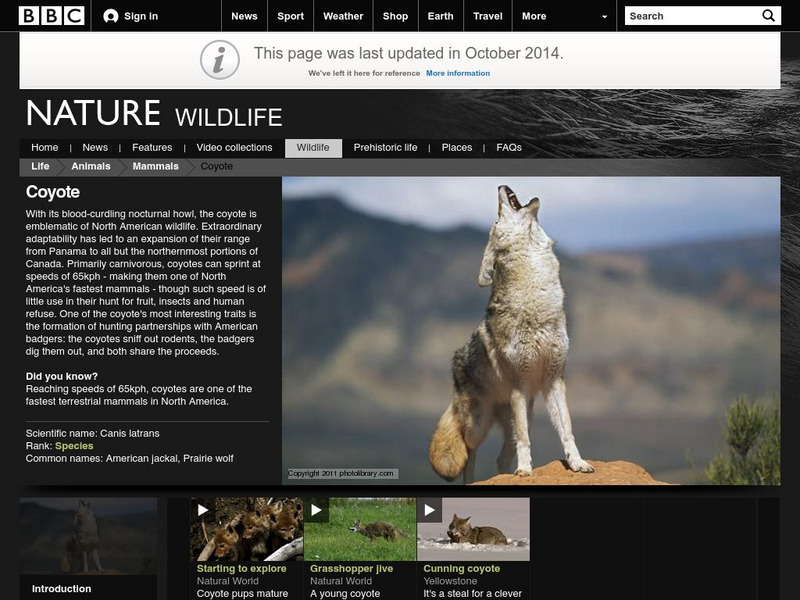 Bbc Nature Wildfacts: Coyote Handout Bbc Nature Wildfacts: Coyote Handout