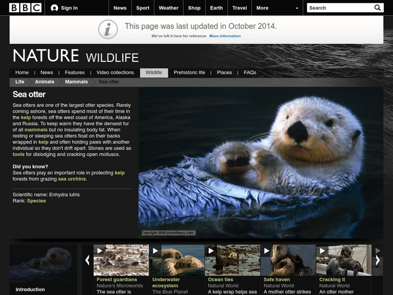 Bbc Science & Nature: Sea Otter Handout Bbc Science & Nature: Sea Otter Handout