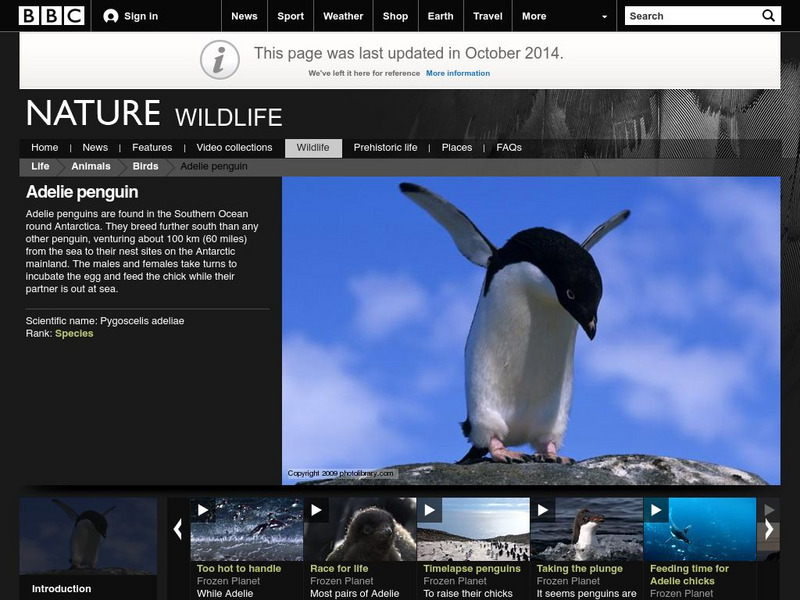 Bbc Science & Nature: Adelie Penguin Activity