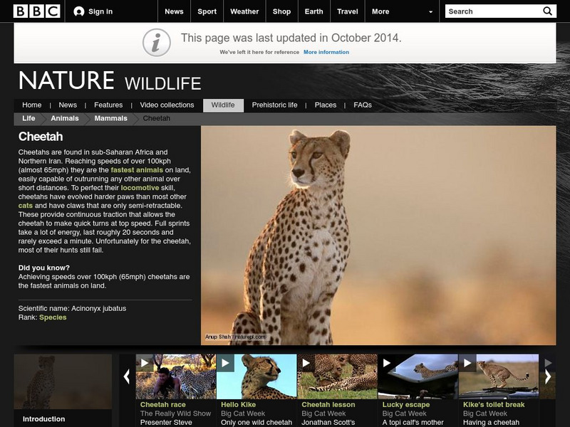 Bbc Science & Nature: Cheetah (Acinonyx Jubatus) Handout Bbc Science & Nature: Cheetah (Acinonyx Jubatus) Handout