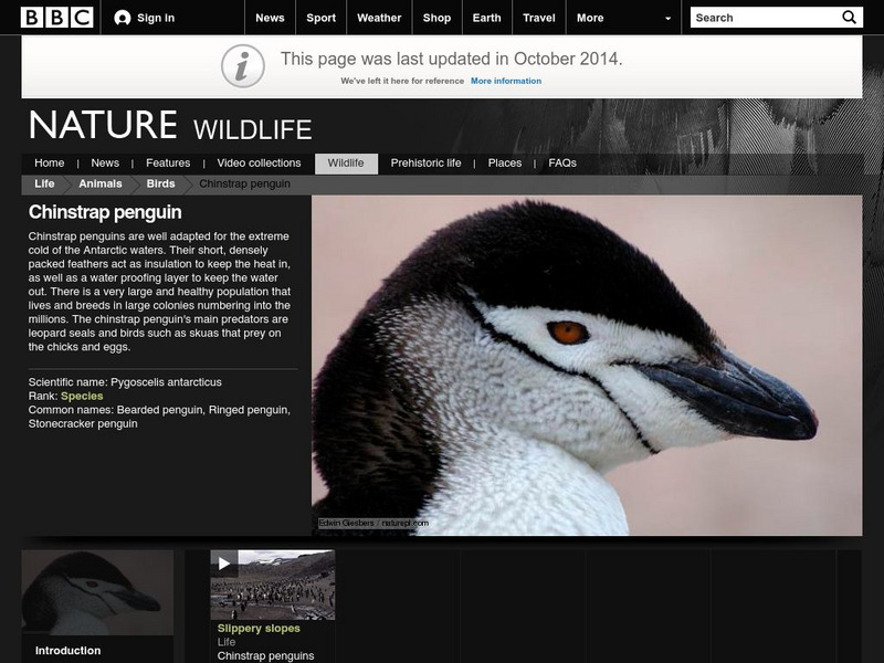 Bbc Science & Nature: Chinstrap Penguin Activity Bbc Science & Nature: Chinstrap Penguin Activity