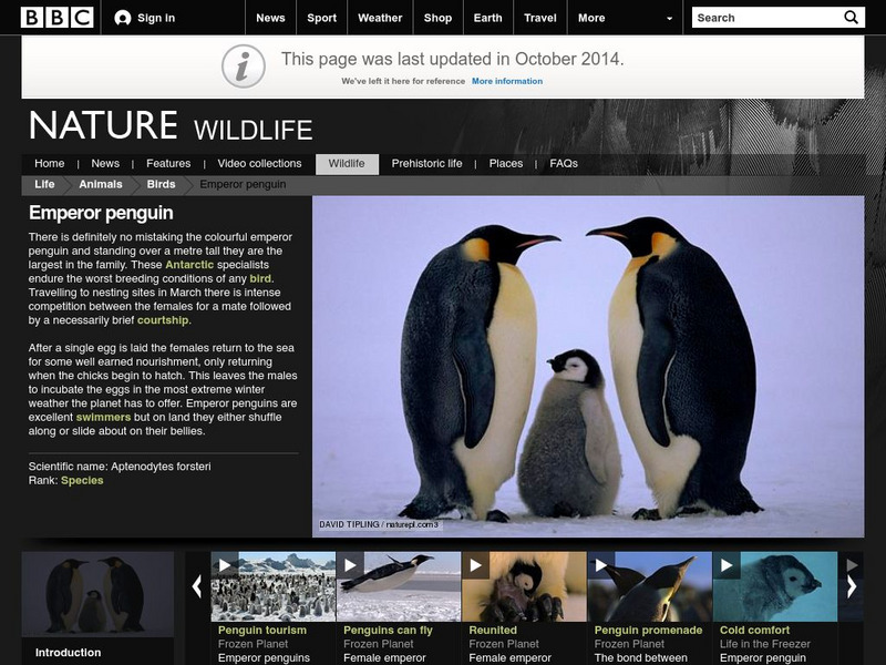 Bbc Science & Nature: Emperor Penguin Activity Bbc Science & Nature: Emperor Penguin Activity