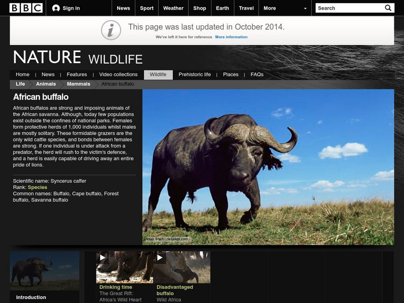 Bbc: African Buffalo Handout Bbc: African Buffalo Handout