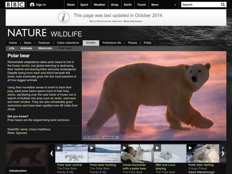 Bbc Science & Nature: Polar Bear (Ursus Maritimus) Handout Bbc Science & Nature: Polar Bear (Ursus Maritimus) Handout
