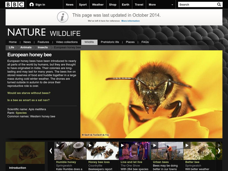 Bbc: Nature Wildfacts: Honey Bee Instructional Video