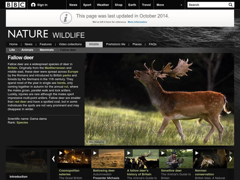 Bbc: Nature Wildfacts: Fallow Deer Handout Bbc: Nature Wildfacts: Fallow Deer Handout