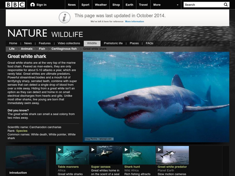 Bbc: Nature Wildfacts: Great White Shark Activity Bbc: Nature Wildfacts: Great White Shark Activity