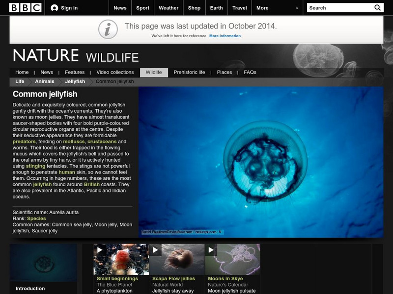 Bbc Nature: Wildlife: Common Jellyfish Graphic Bbc Nature: Wildlife: Common Jellyfish Graphic