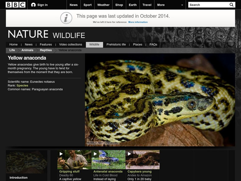 Bbc Nature: Wildlife: Yellow Anaconda Handout Bbc Nature: Wildlife: Yellow Anaconda Handout