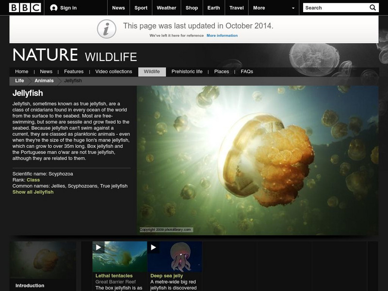 Bbc: Jellyfish Graphic Bbc: Jellyfish Graphic