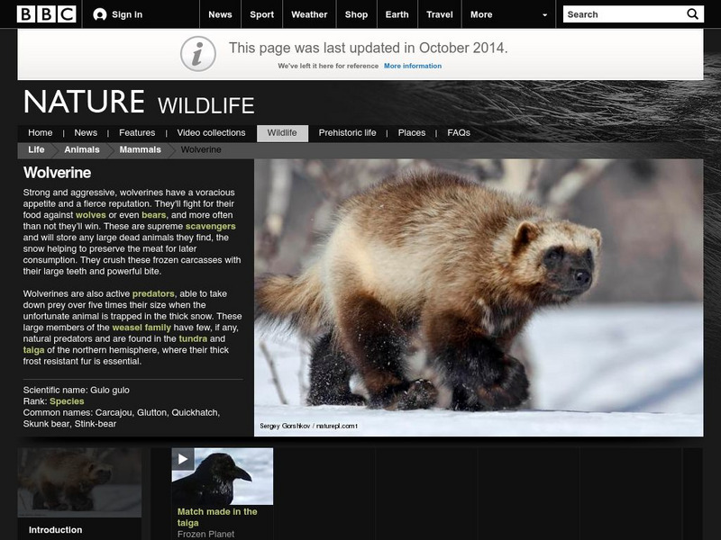 Bbc Nature: Wildlife: Wolverine Handout Bbc Nature: Wildlife: Wolverine Handout