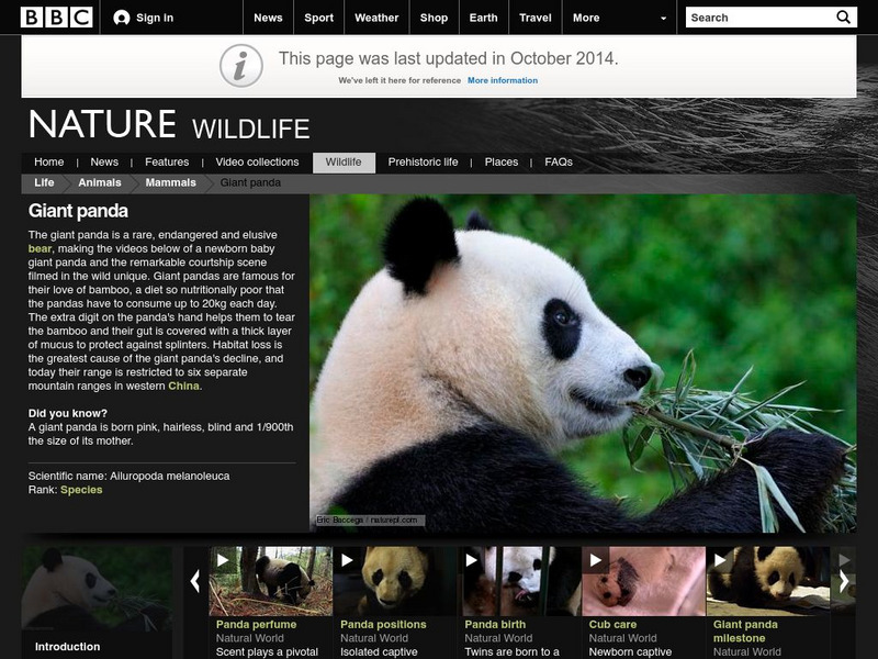 Bbc: Nature Wildfacts: Giant Panda Handout Bbc: Nature Wildfacts: Giant Panda Handout